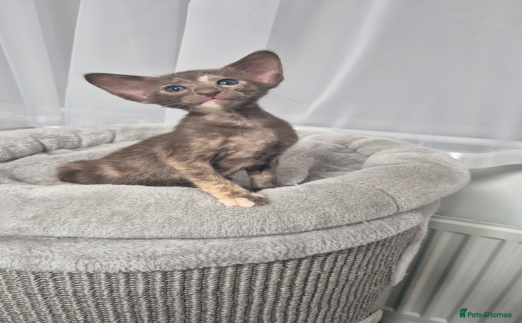 Oriental cats - Advert 1
