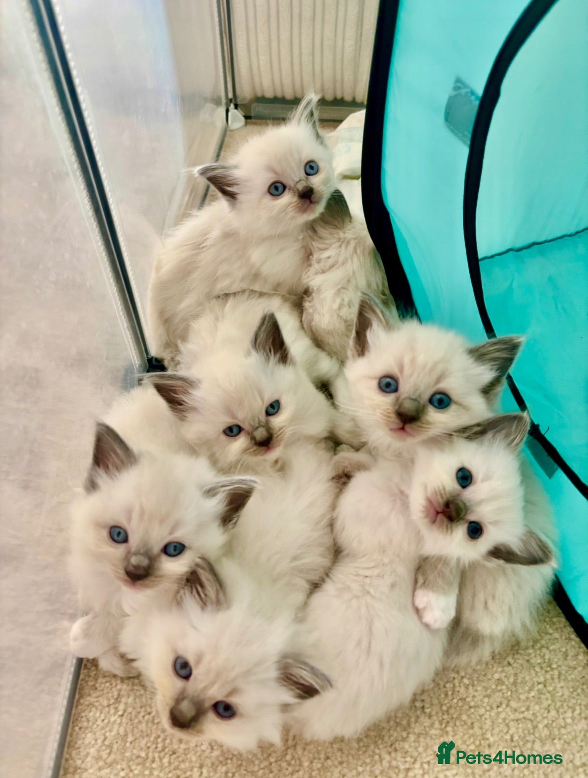 Ragdoll cats Remarkable Ragdolls GCCF DNA TESTED - Advert 2
