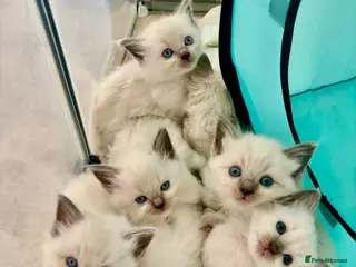 Ragdoll cats Remarkable Ragdolls GCCF DNA TESTED - Advert 2