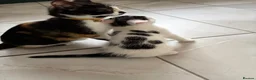 Mixed Breed cats for sale: Black and White Inkblot Male Kitten - Advert 5
