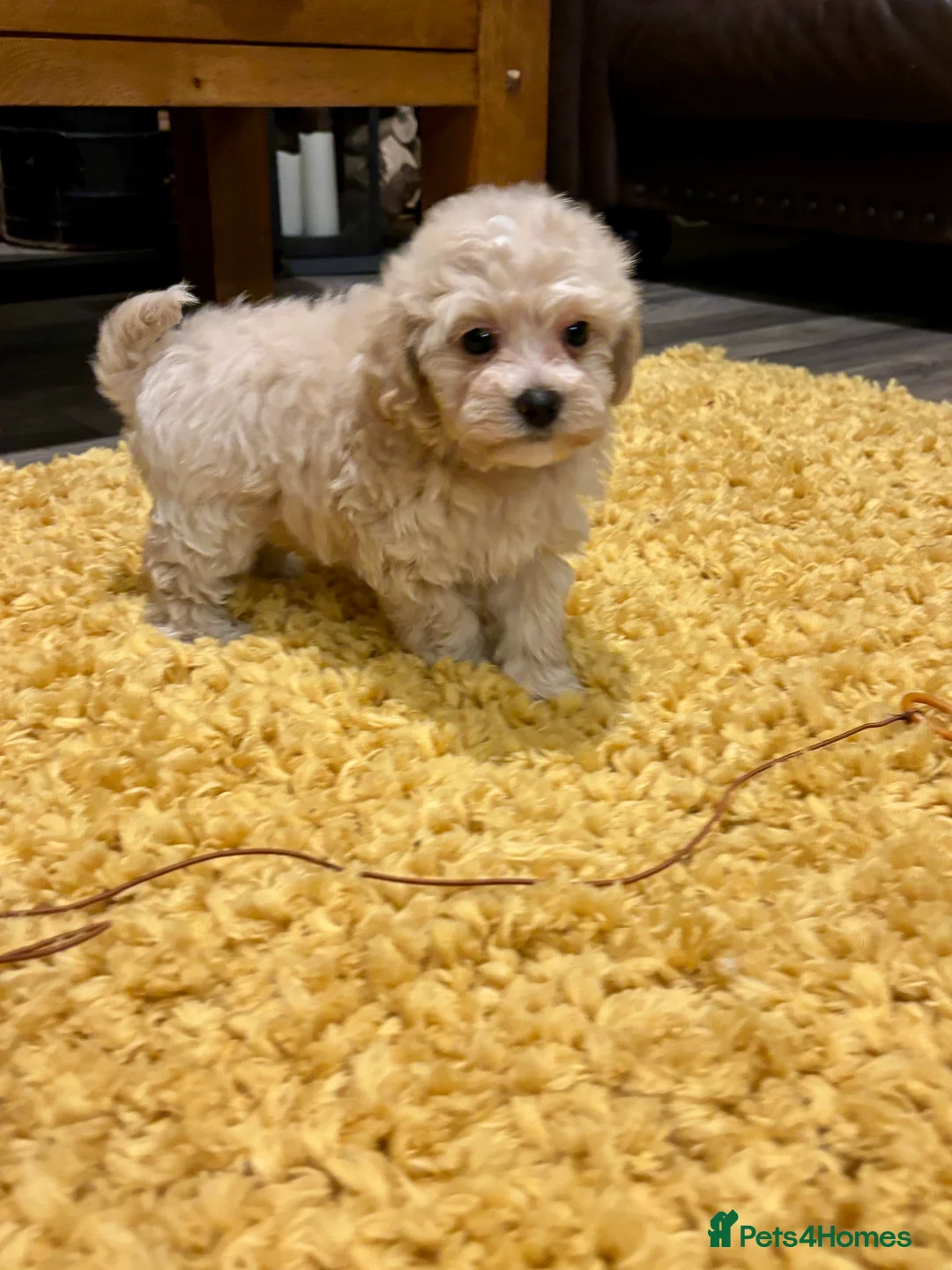 Maltipoo dogs for sale: Adorable Toy F1 DNA Tested Parents  - Advert 19