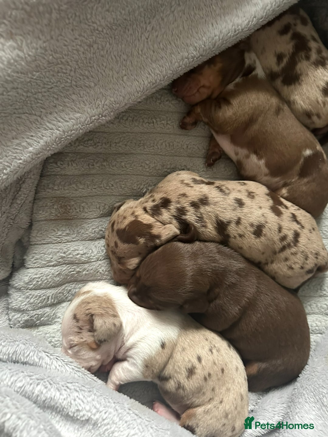Dachshund dogs for sale: Miniature dashaunds - Advert 4