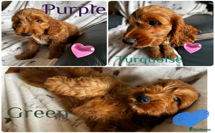 Cockapoo dogs - Advert 16
