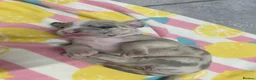 American Bully dogs for sale: 4 pups left ready to leave now - Advert 32