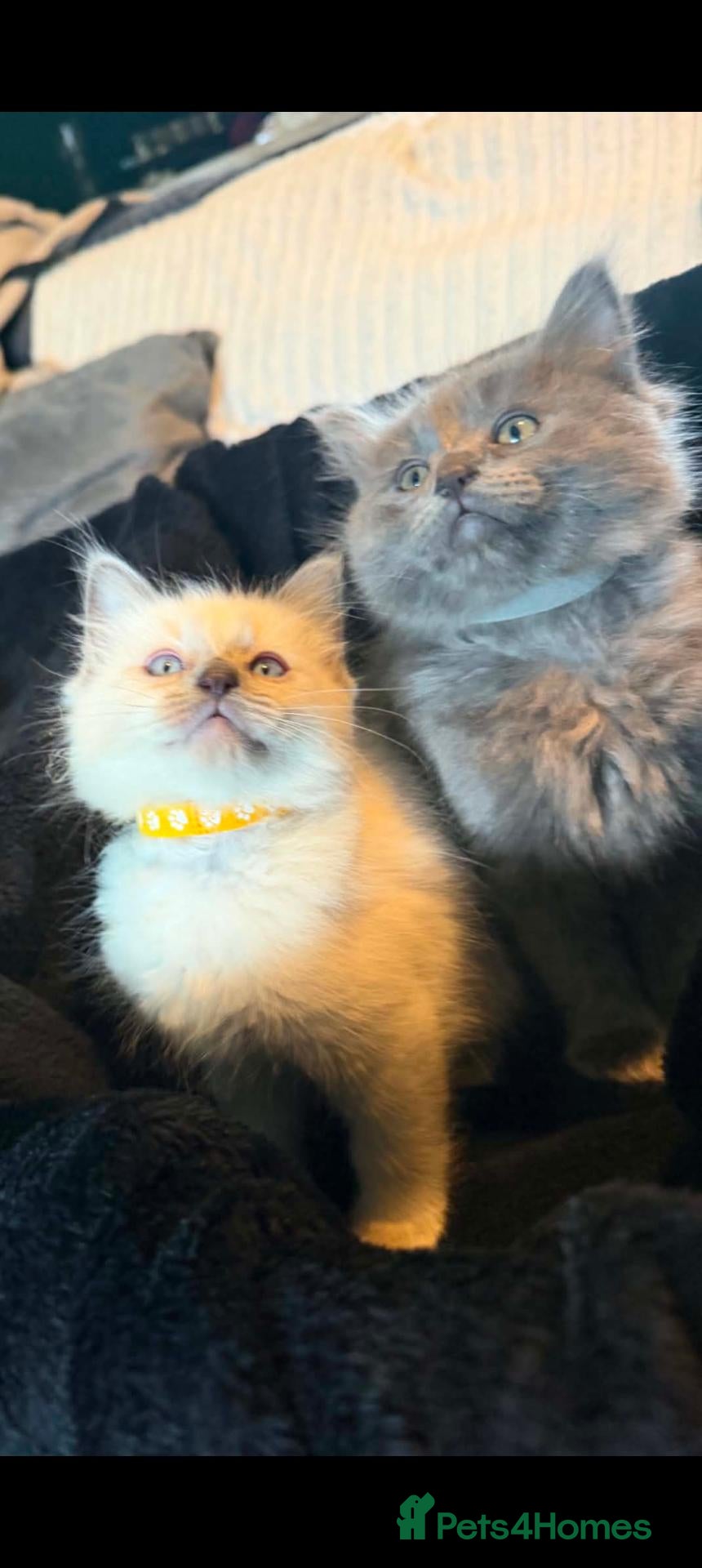 Ragdoll cats Ragdoll X Kittens Ready for New Homes Now - Advert 1