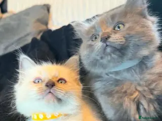 Ragdoll cats Ragdoll X Kittens Ready for New Homes Now - Advert 1