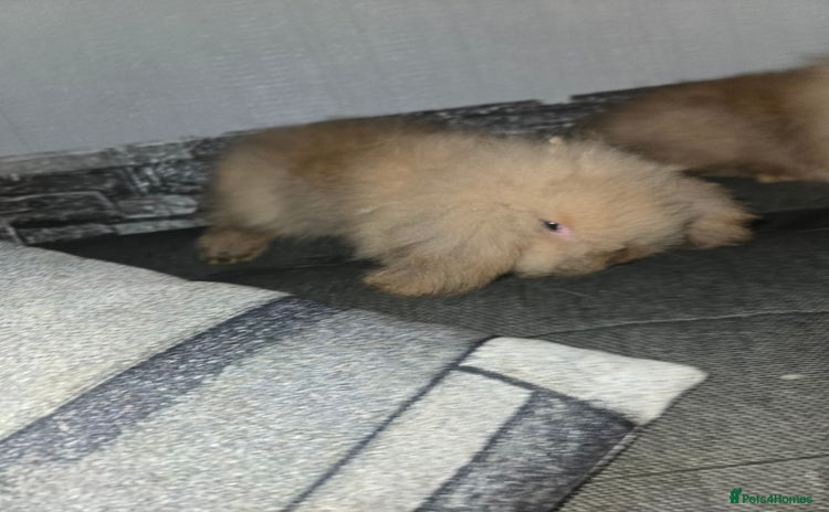Mini Lion Lop rabbits - Advert 10
