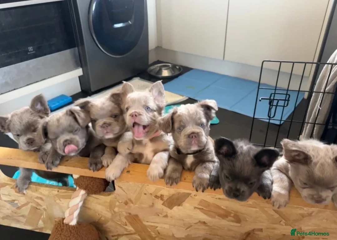 French Bulldog dogs for stud: ⚡️PROVEN⚡️NEW SHADE ISABELLA FLUFFY FRENCHIE - Advert 2