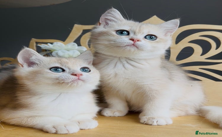 British Shorthair cats - Advert 13