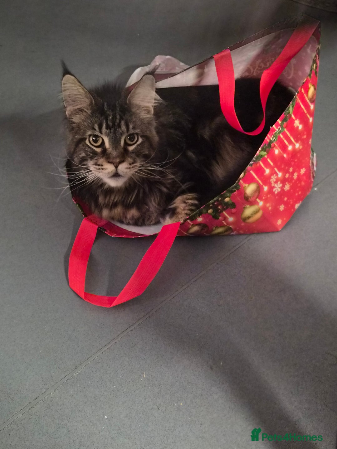 Maine Coon cats for sale: Maine coon x - Advert 2