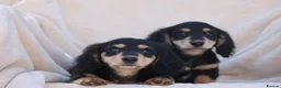 Miniature Dachshund dogs for sale: LONGHAIRED MINIATURE DACHSHUNDS  - Advert 4