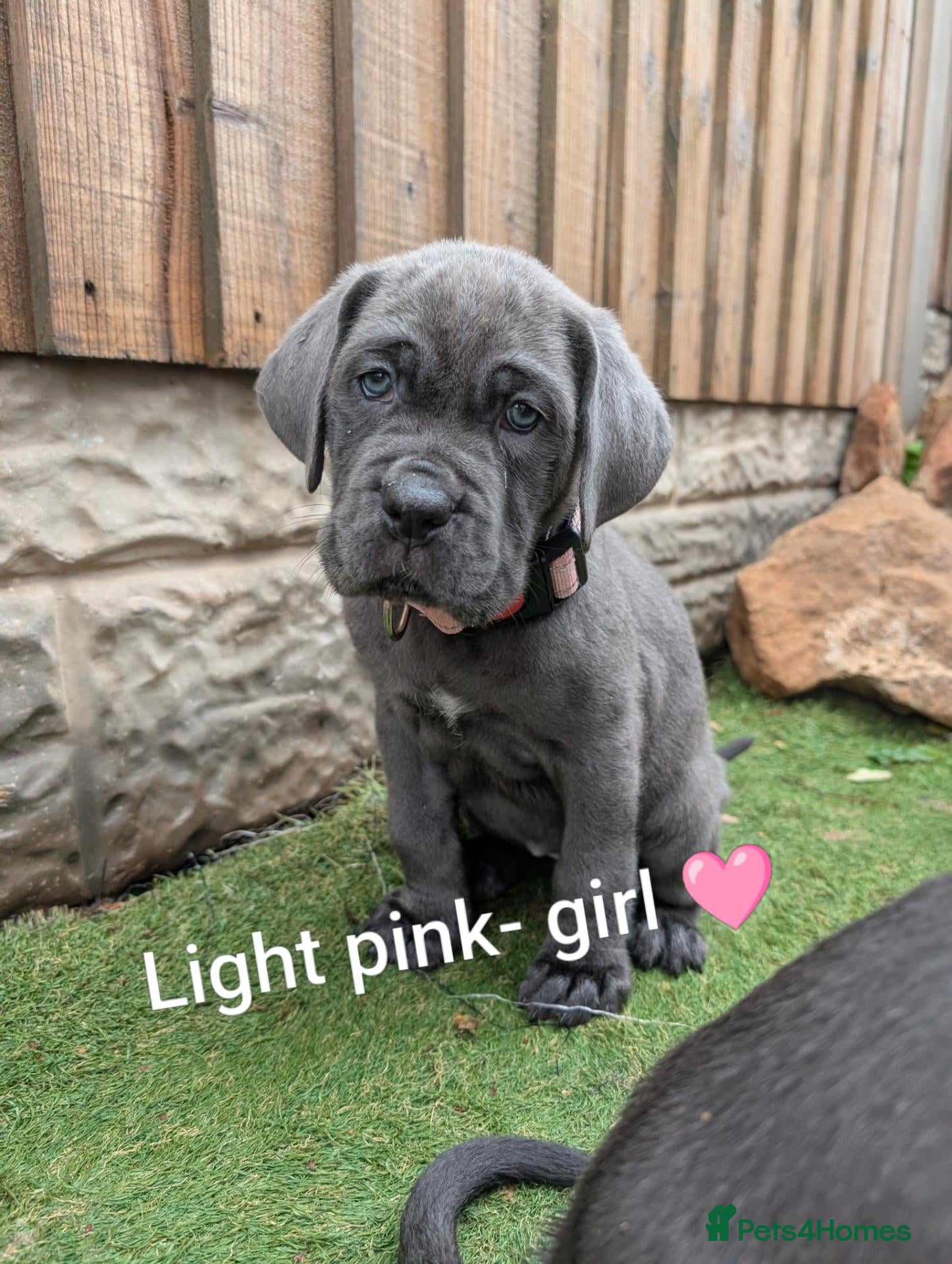 Cane Corso dogs for sale: Blue cane corso puppies  - Advert 1