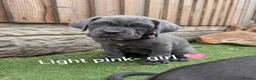 Cane Corso dogs for sale: Blue cane corso puppies  - Advert 2