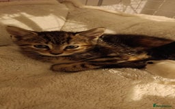 Mixed Breed cats for sale: Mixed coloured Tabbie kittens, 2 female available  - Image 2