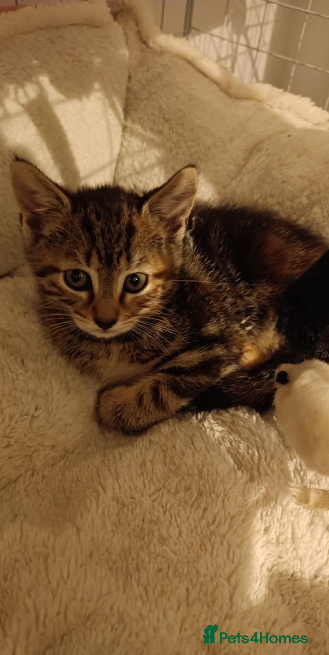 Mixed Breed cats for sale: Mixed coloured Tabbie kittens, 2 female available  - Image 2