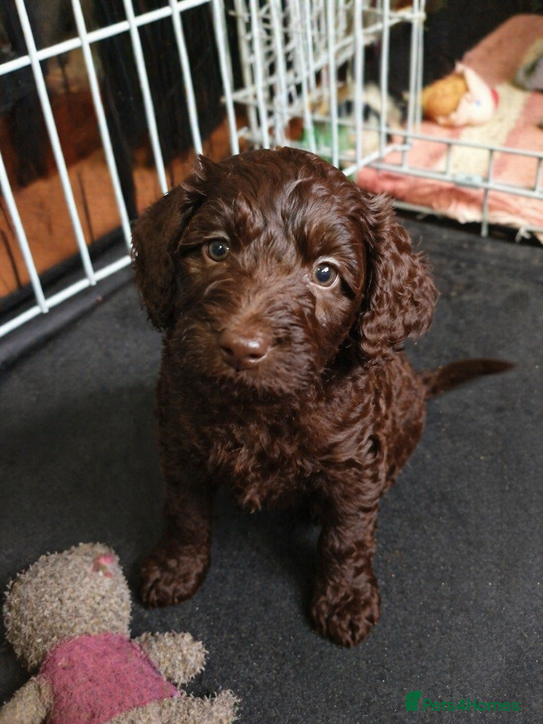 Cockapoo dogs Beautiful Chocolate and Beige Cockapoo Puppies - Advert 1
