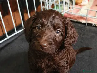 Cockapoo dogs Cockapoo puppies with lovely temperaments - Advert 1