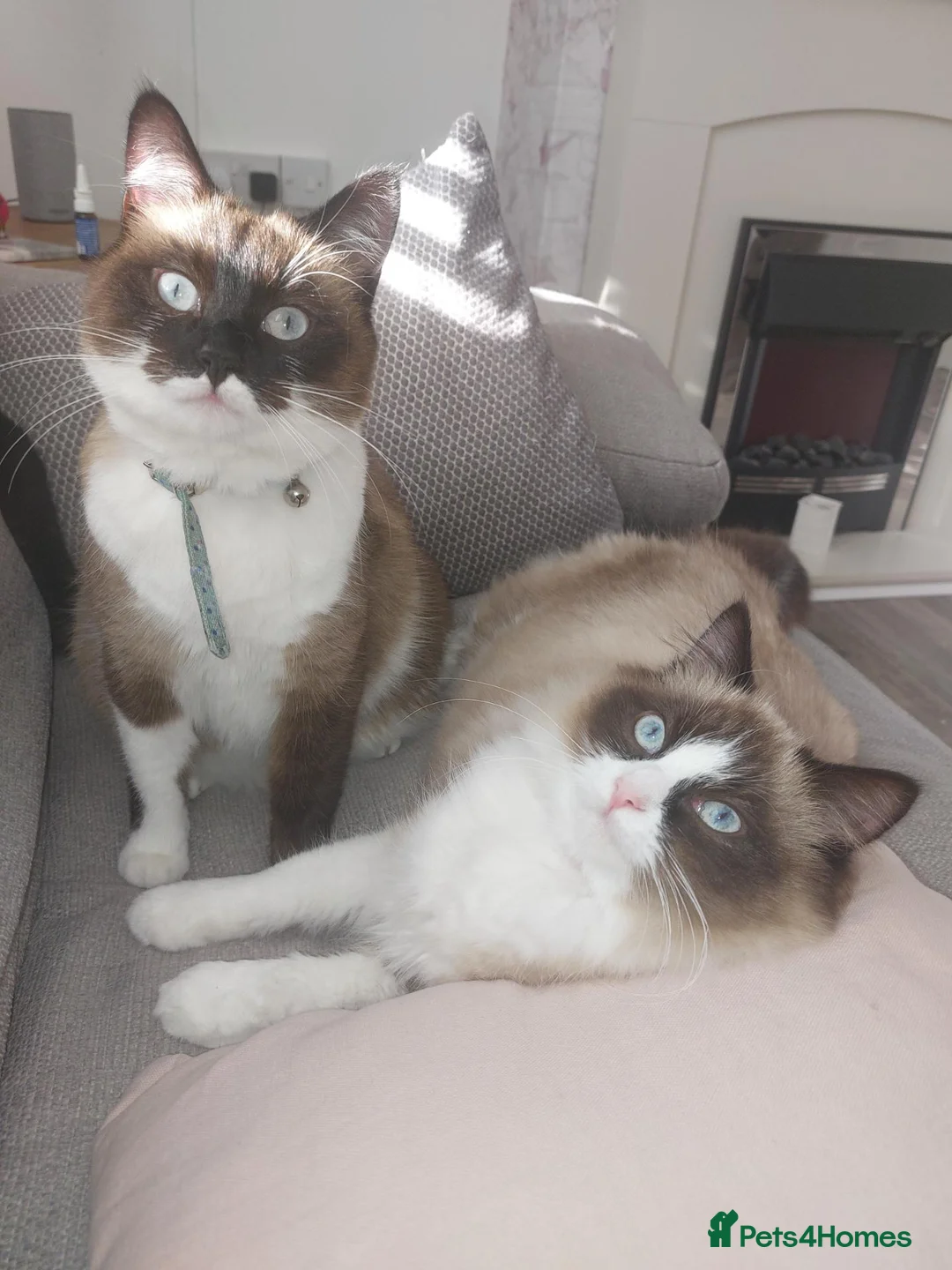 Mixed Breed cats for sale: Mother and daughter  in Burry Port - Advert 7