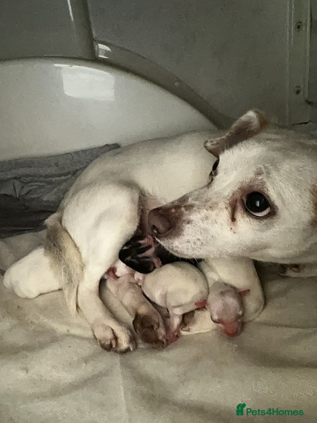 Mixed Breed dogs for sale: Two male Jack RussellX Chioua  - Advert 1