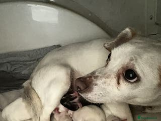 Mixed Breed dogs Two male Jack RussellX Chioua - Advert 1