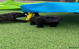 Cockapoo dogs for sale: F1b Cockapoo  - Image 17