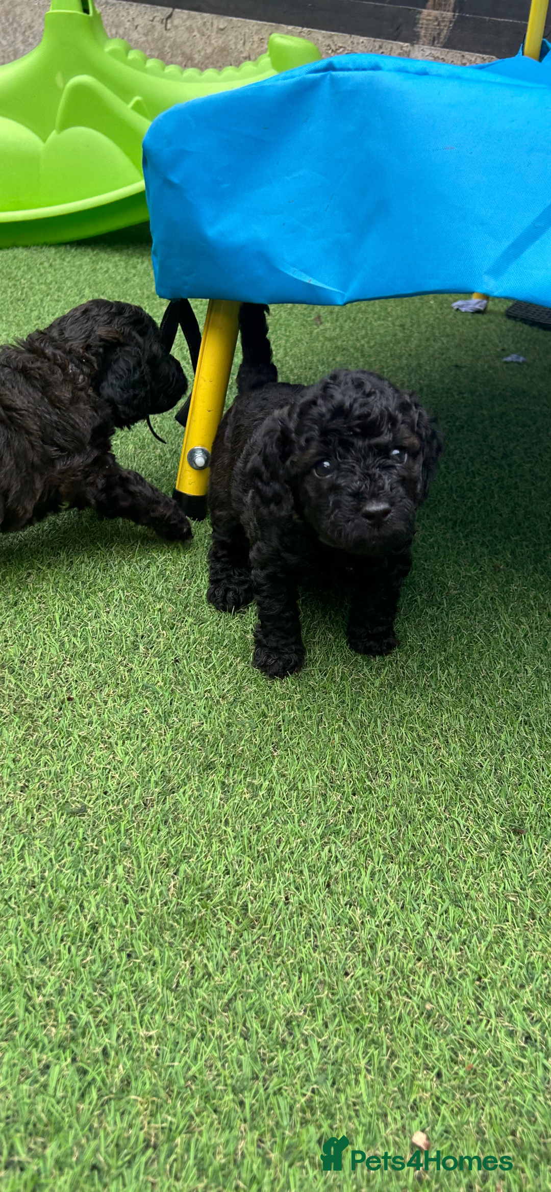 Cockapoo dogs for sale: F1b Cockapoo  - Image 17