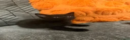 Mixed Breed cats for sale: Beautiful kitten🩷 - Advert 6