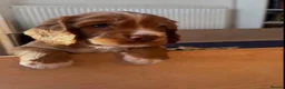 Cocker Spaniel dogs for sale: Cocker Spaniel Puppies in London - Advert 5