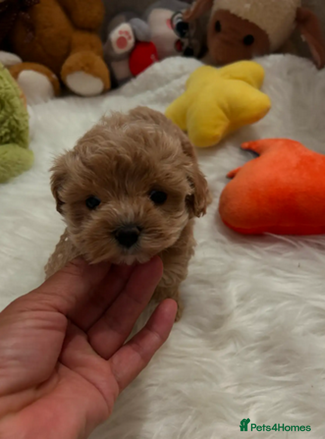 Maltipoo dogs for sale: Beautiful tiny Maltipoo puppies Ready to go - Advert 3