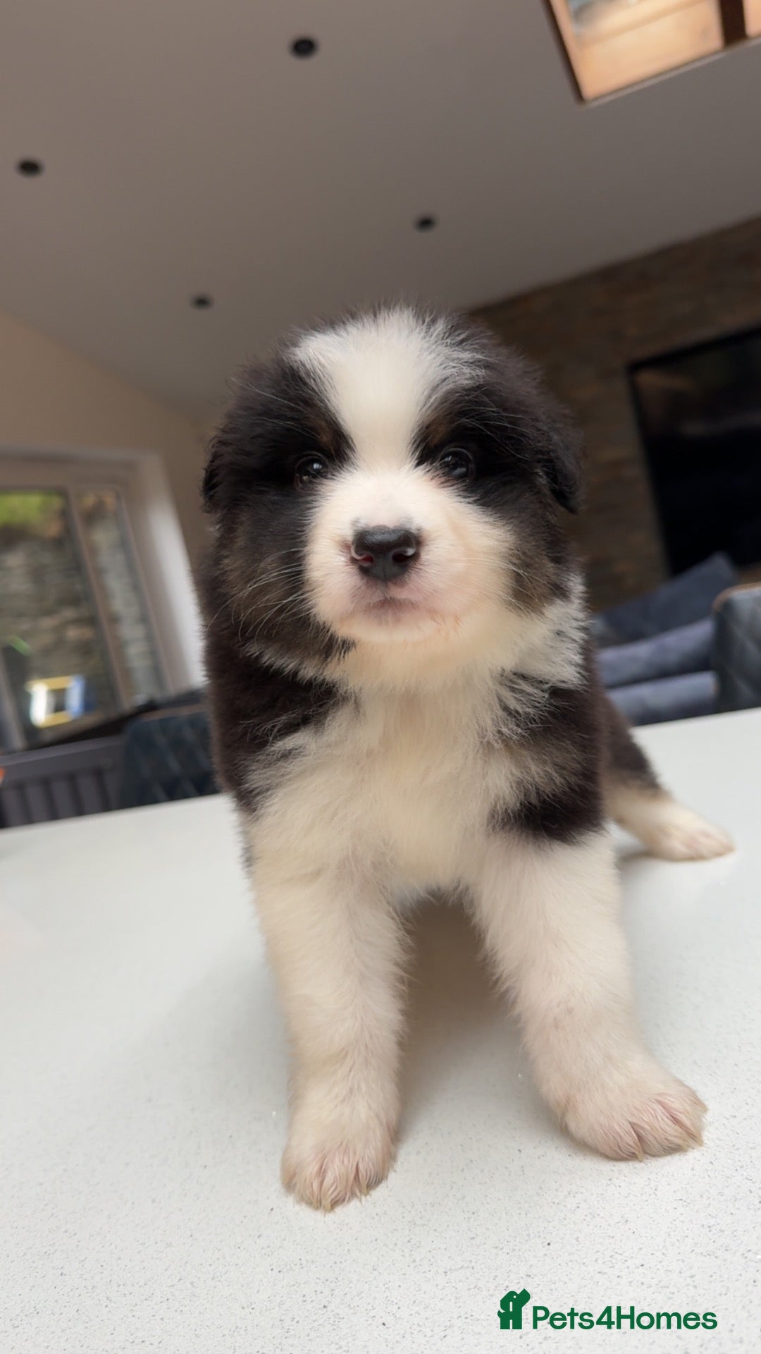 Australian Shepherd dogs Outstanding Merle/Black Tri KC Reg Puppies  - Advert 3