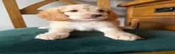 Cockapoo dogs for sale:  Girls Only from DNA Tested Parents  - Advert 17