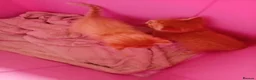 Mixed Breed cats for sale: Two beautiful ginger male kittens  - Advert 5