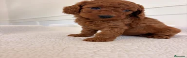 Cockapoo 3
