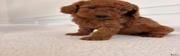 Cockapoo dogs for sale: LICENSED BREEDER HEALTH TESTED COCKAPOOS  - Advert 8
