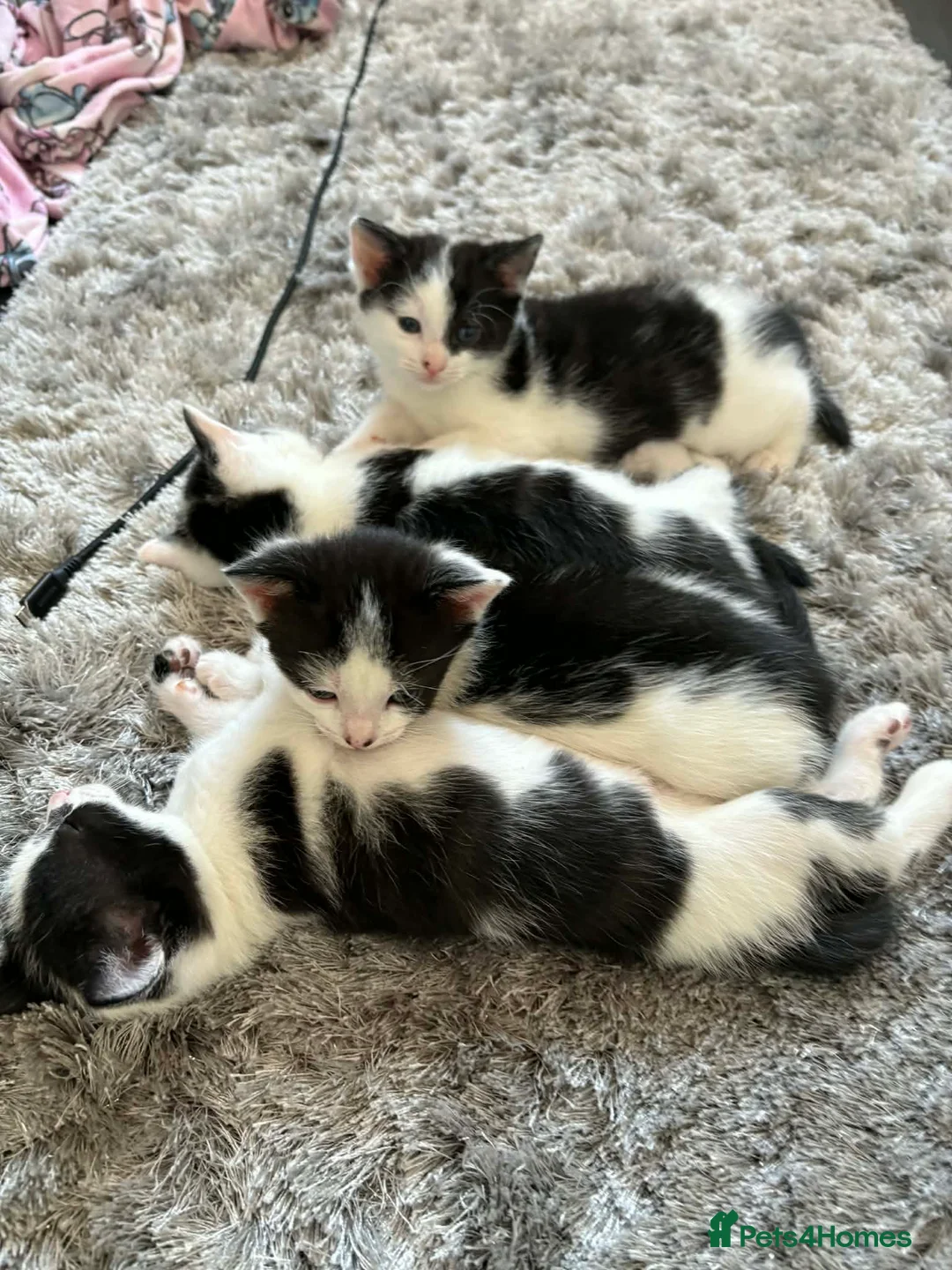 British Shorthair cats for sale: Kittens  - Advert 2