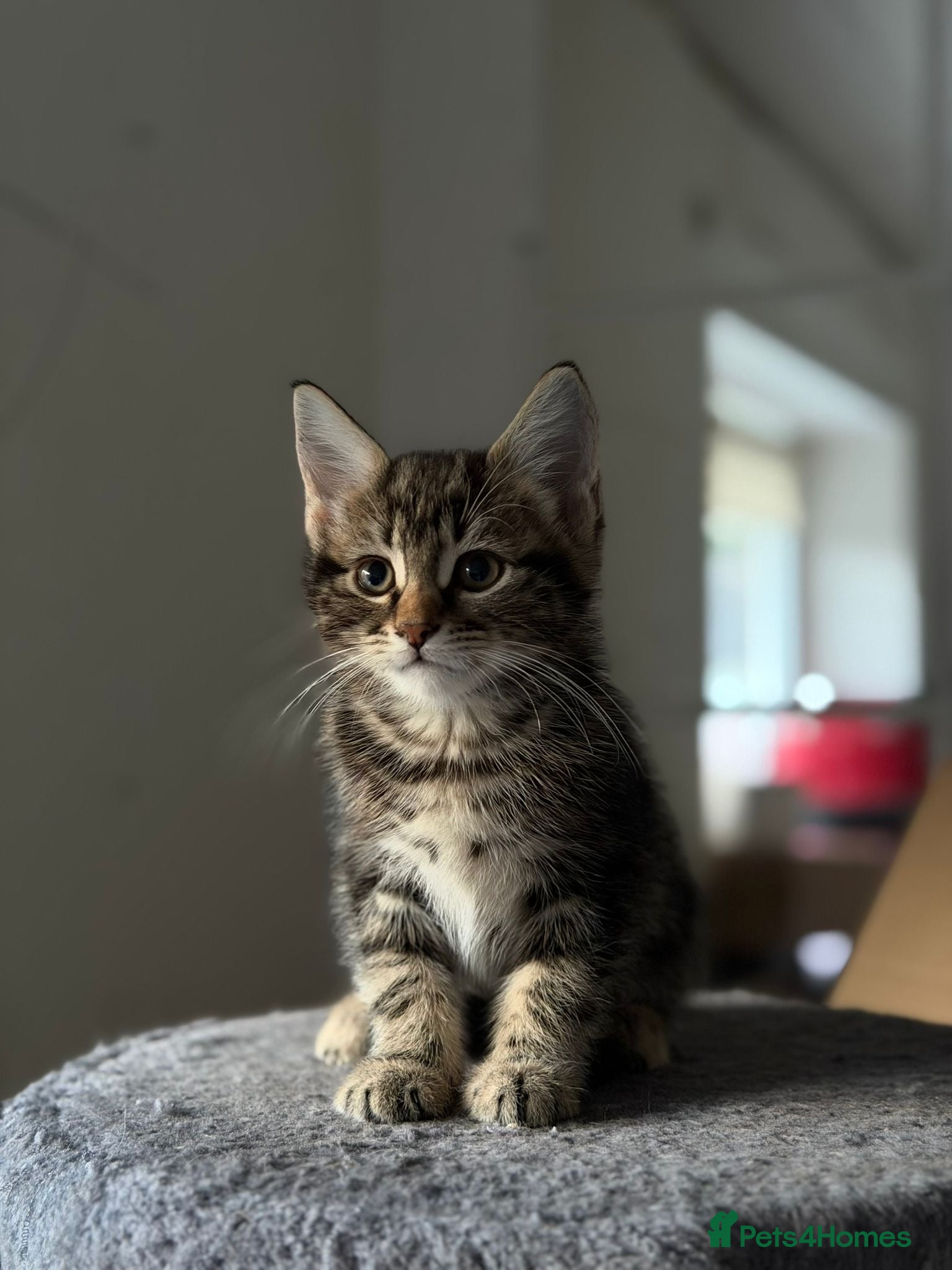 Mixed Breed cats Maine coon kittens x6 available NOW - Advert 17