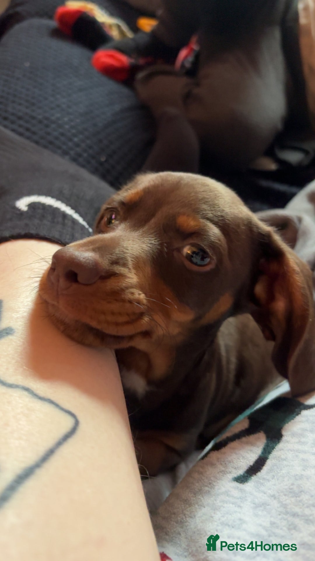 Miniature Dachshund dogs for sale: Miniature dachshund male Ozzy - Advert 4