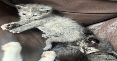 Mixed Breed cats - Advert 2