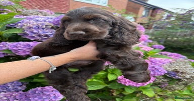 Cocker Spaniel dogs - Advert 3