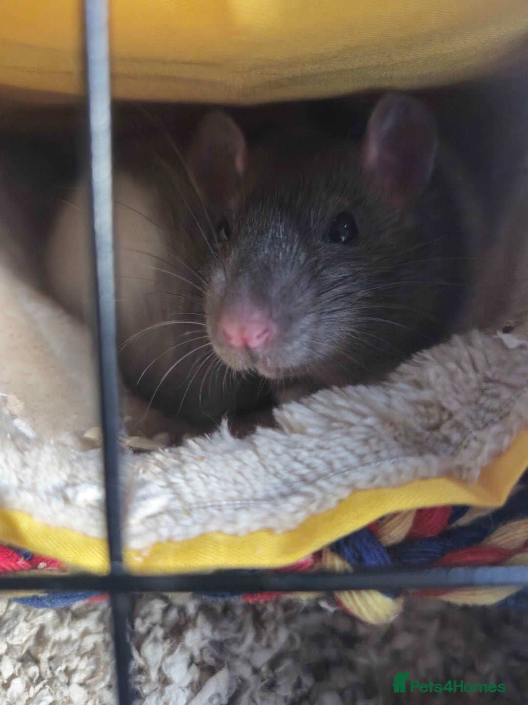 Rat rodents for sale: 2 female rats for rehoming - Advert 5