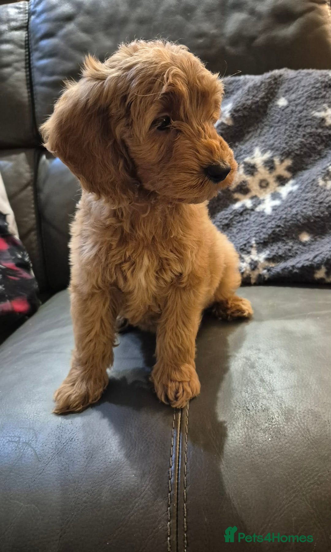 Cockapoo dogs for sale: Beautiful Cockapoo Puppies Ready Now  - Advert 8