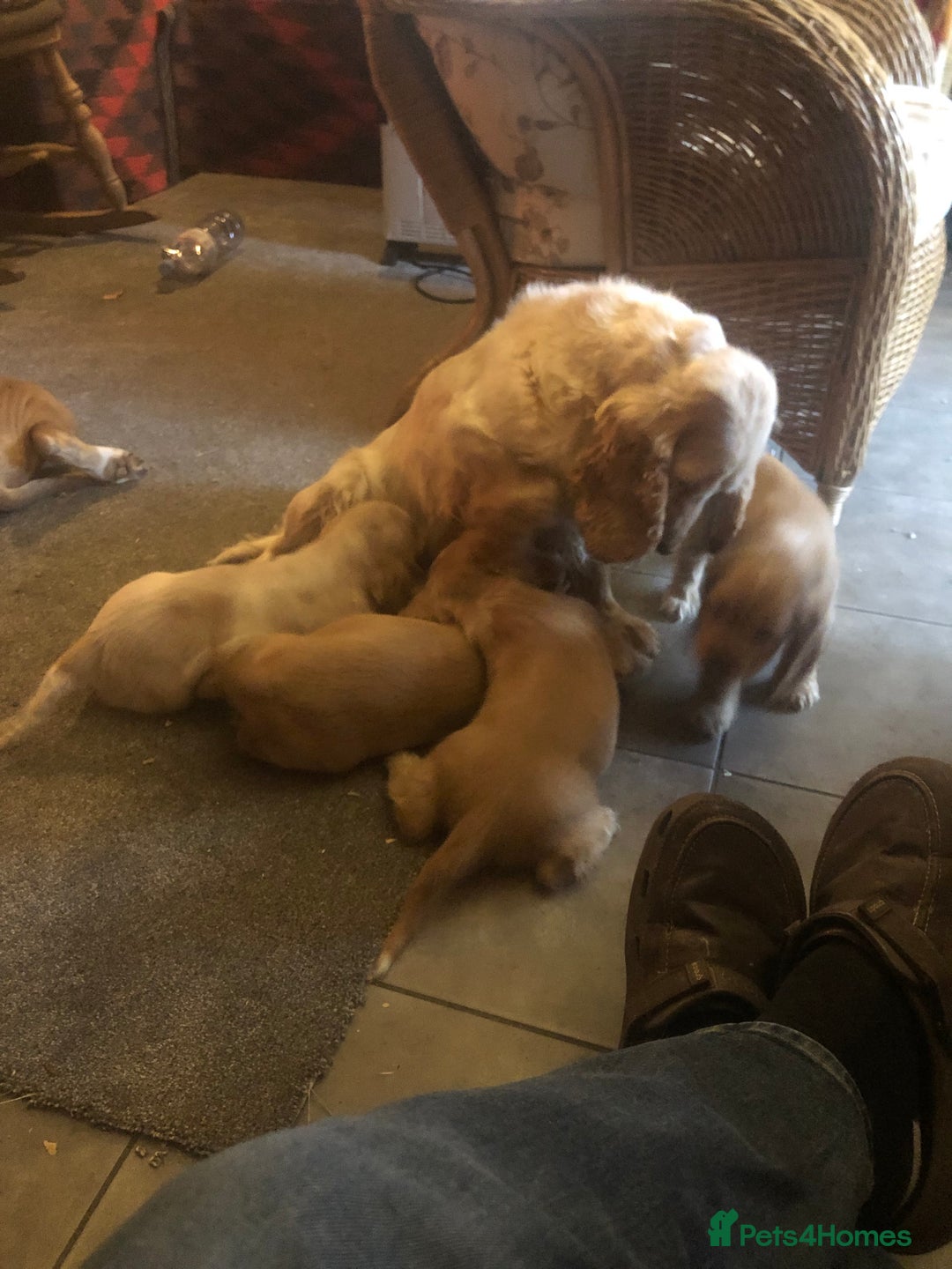 Cocker Spaniel dogs for sale: 4 stunning cocker spaniel puppies  - Image 17