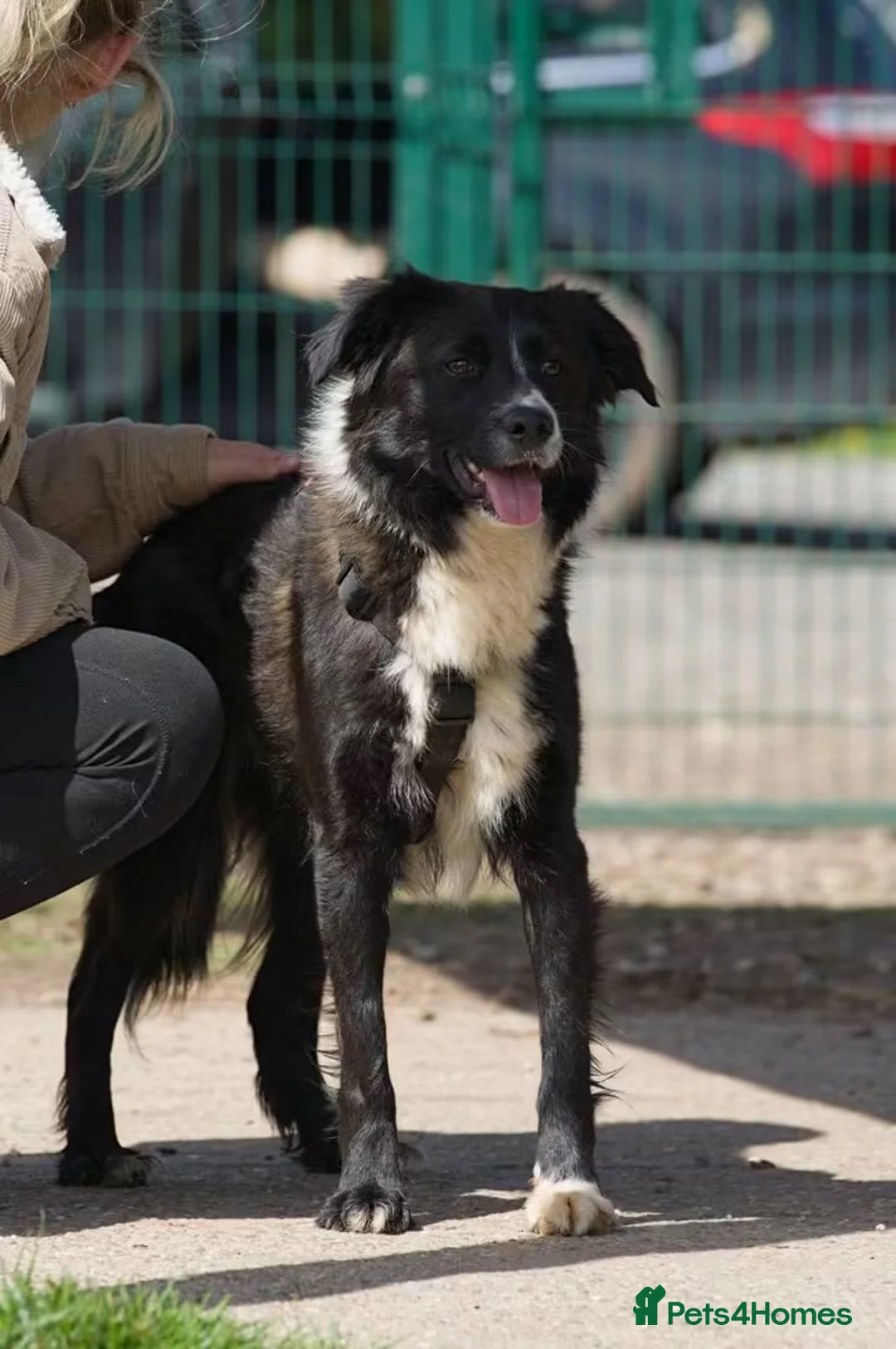 Mixed Breed dogs for adoption: Meet Dragon, currently residing in Nottingham  in Nottingham - Advert 2