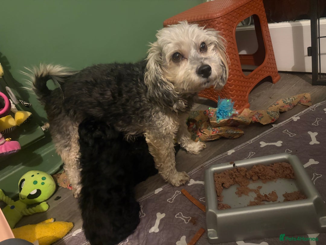 Lhasapoo dogs for sale: Three lhasapoo pups 2 girls & 1 boy  - Advert 7