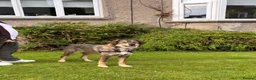 Mixed Breed dogs for sale: Meet Fenya, your new best friend! in Bedlington - Advert 3