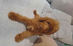 Cavapoo dogs for sale: Red cavapoo Boy and Girl  - Image 4