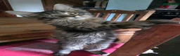Maine Coon cats for sale: Big Strong Maine Coon Kittens - Advert 8