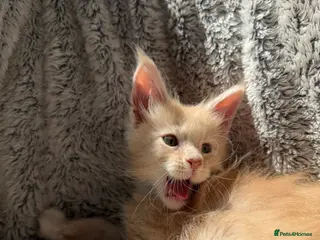 Maine Coon cats Unique bloodlines Pure Maine Coon Kittens - Advert 15