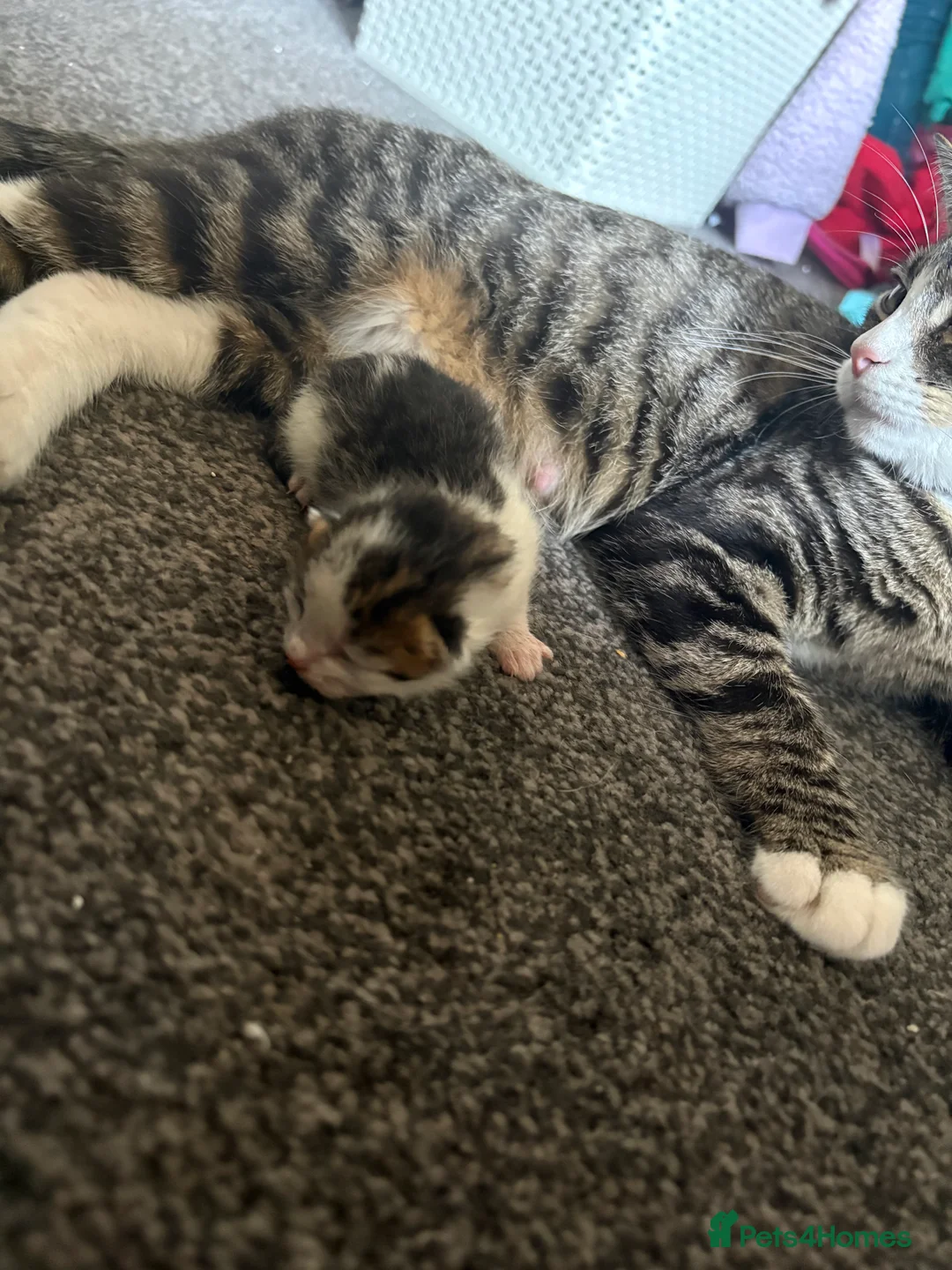 Mixed Breed cats for sale: 5 beautiful boys  in Preston - Advert 2
