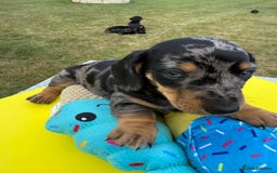 Miniature Dachshund dogs for sale: Miniature daschund puppies - Image 22